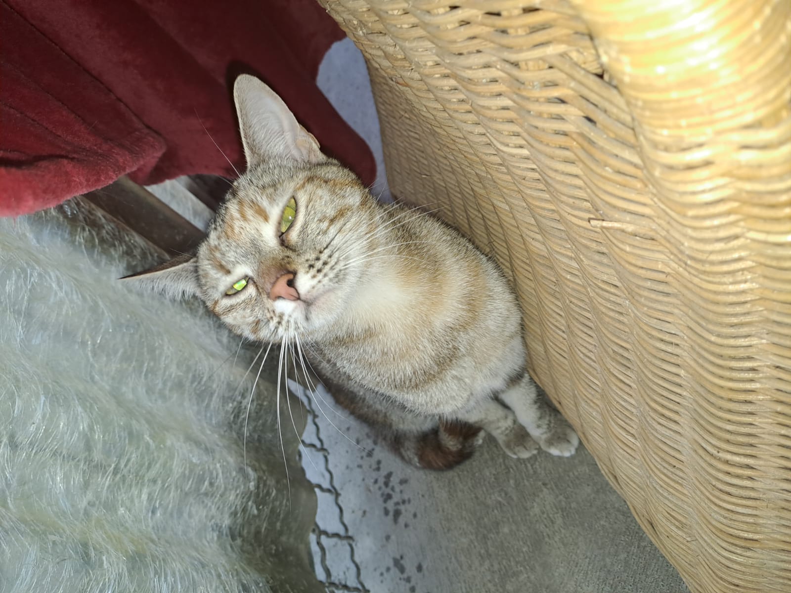 Carlotta_1.jpg Carlotta_1.jpg